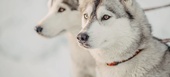 Dog Sledding Trip in Courchevel 1850